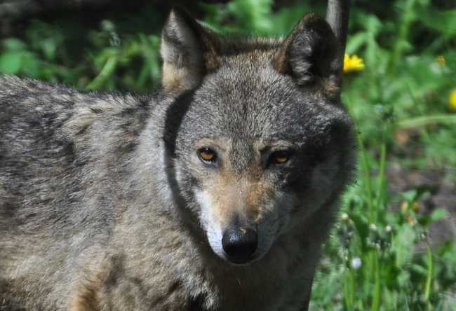 Lupo 1 foto Berton small