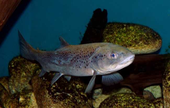 Salmo trutta Prague Vltava 1