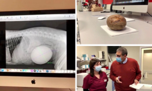 Schermata 2021 01 10 alle 11.14.40