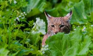 Small Tomas Hulik WW229341