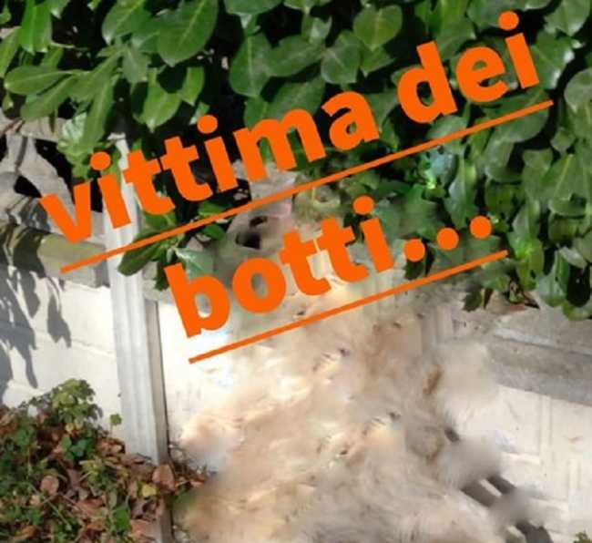 VITTIMA DEI BOTTI