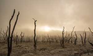 alberi morti