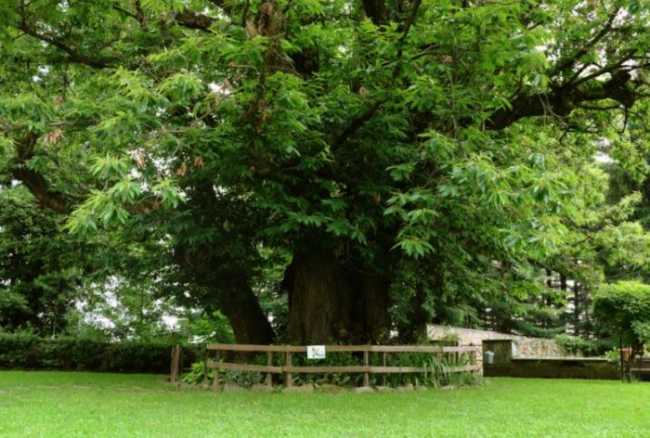 bioglio albero monumentale a