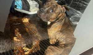 cane abbandonato biella