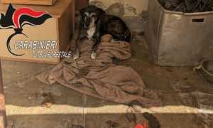 cane maltrattato occhieppo