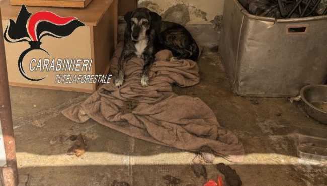 cane maltrattato occhieppo