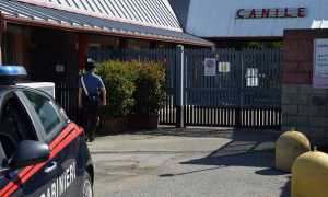 carabinieri canile cossato