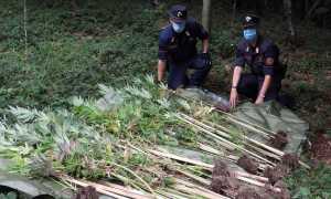 carabinieri forestale droga