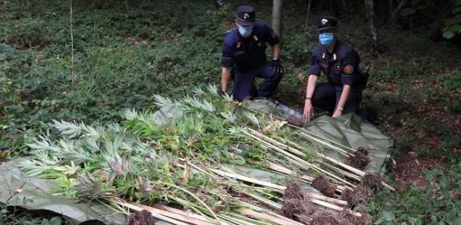carabinieri forestale droga