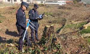 carabinieri forestali alberi