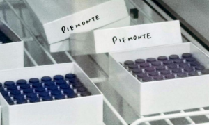 covid vaccino scatole piemonte images articles vco ossola 2022 gennaio thumb medium650 0