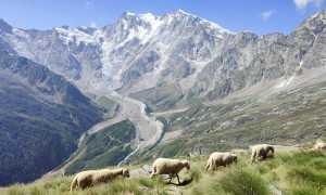 fabbri ferehorn pecore monsagna