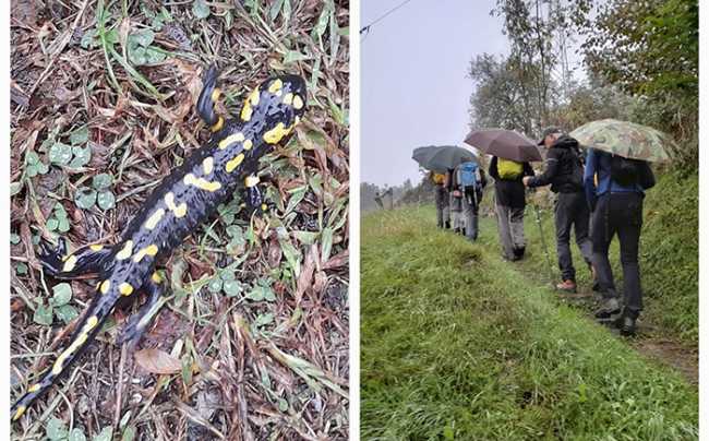 fabbri lusentino ramarro