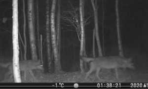 lupi vallecervo notte