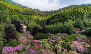 oasi zegna fioritura