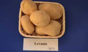 patat Levante