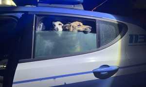 polizia biella cani salvati aa