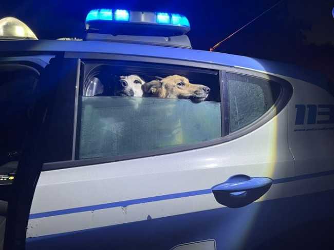 polizia biella cani salvati aa