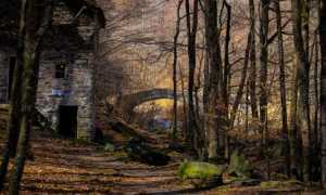 vincitore scatto foreste