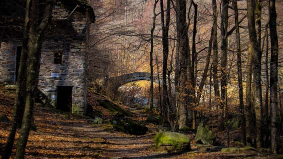 vincitore scatto foreste